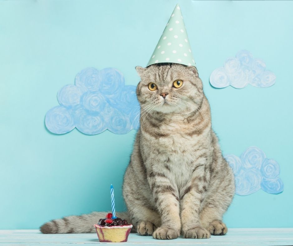 11 Adorable Cat Birthday Cake Ideas (Both Edible Treats & Cake Cat Toys)